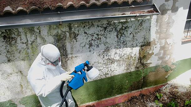 Trusted Mold Remediation service in Virginia Beach, VA - Cheap Mold Removal